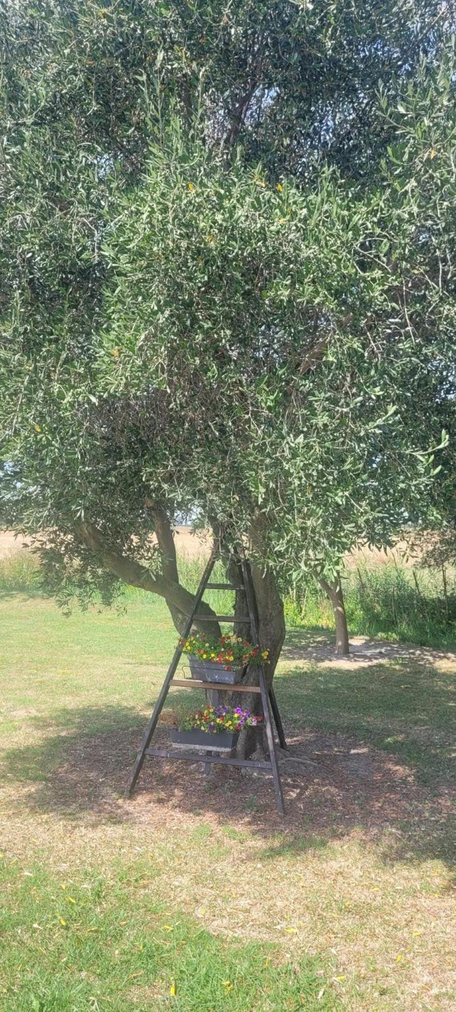 Mas Sicard D'hotes En Camargue Casa di campagna